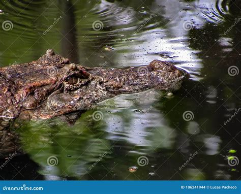 Broad-Snouted Caiman Caiman Latirostris Lurking on Swampy Wate Stock ...