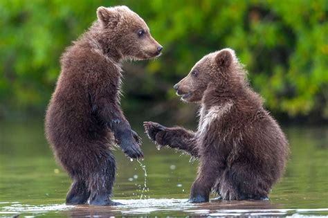 Adorable bear cubs shaking hands - Irish Mirror Online