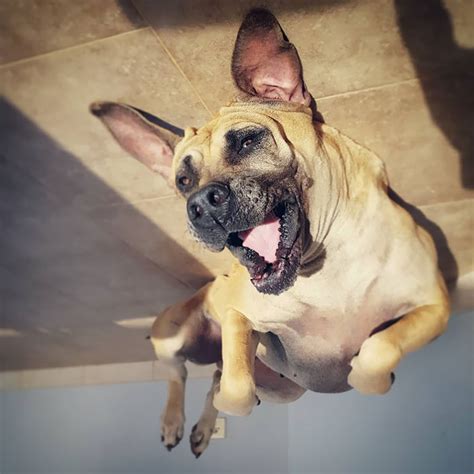 45 Hilarious ‘Dog Balloons’ That Floated Up To The Ceiling And Got Stuck | Bored Panda