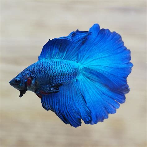 The Gorgeous Live Male Royal Blue Double Halfmoon Tail Betta Fish