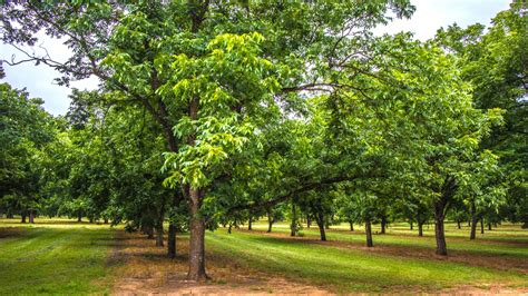 How to Plant, Grow and Care For Pecan Trees