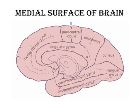 Anatomy of brain sulcus and gyrus - Dr.Sajith MD RD