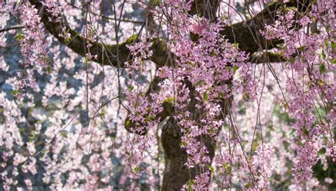 Pink Weeping Cherry Tree: How To Grow & Care for This Beauty - Rennie ...