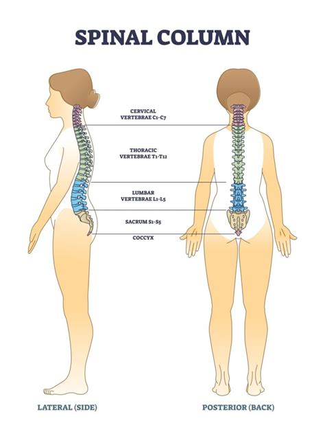 Spinal Nerves – What They Are and What They Do