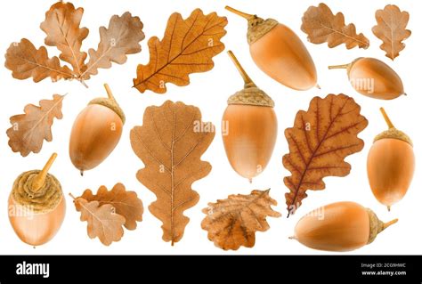 Oak tree leaf cutout hi-res stock photography and images - Alamy