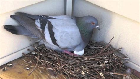 The Pigeon Nest: Pigeon Nesting Habits And Behaviors - Daily Birder