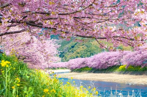 Kawazu Cherry Blossom Festival 2025 - Japan Web Magazine