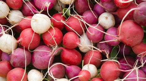 Common Radish Varieties How Many Types Of Radishes Are, 40% OFF