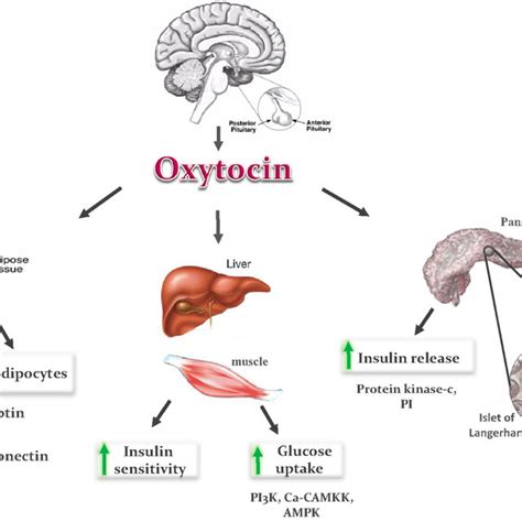 Oxytocin Hormone Function