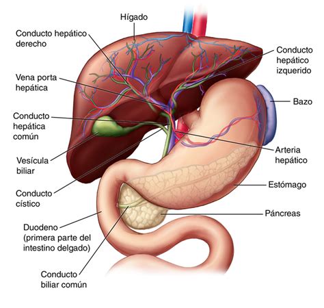 Inyección Botánico Competencia anatomia higado y pancreas fluctuar Caducado amanecer