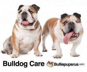 English Bulldog Care | Bulliepupsrus.com