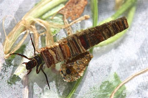 The Ornate Protective Cases of Caddisfly Larvae » TwistedSifter