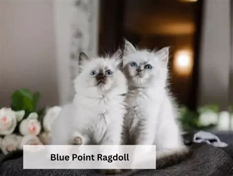 Mèo Ragdoll mắt xanh | hoa hậu thân thiện trong giới mèo