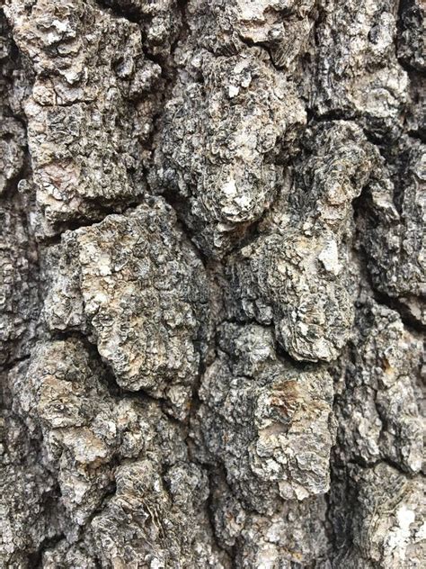 Oak tree bark stock photo. Image of bark, tree, gray - 88535754