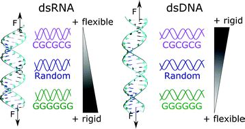 [ベスト] double stranded rna structure 415858-Segmented double-stranded rna viruses structure and ...