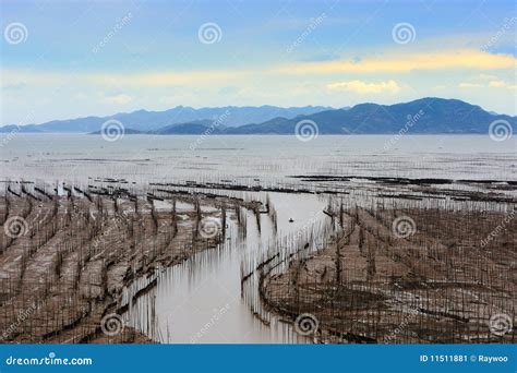 Seaweed farm stock image. Image of marine, landscape - 11511881