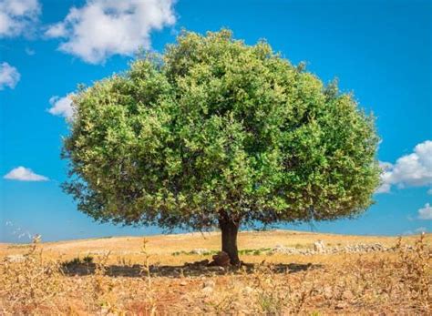 Argan Oil: Properties, Benefits And Origin