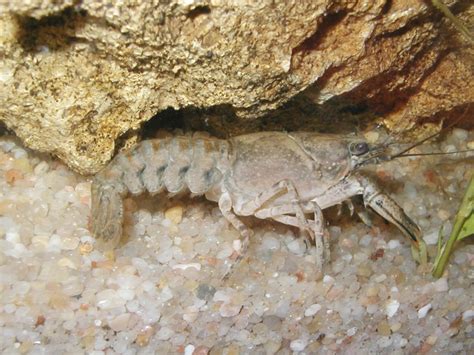 Environment And Going Green: ♥ Conservation Of White Clawed Crayfish Is Important For Ecology ...