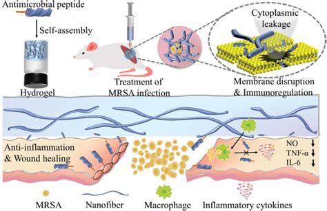 Schematic illustrations of the antimicrobial hydrogel formed by a ...