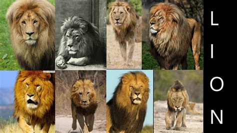 Lion Subspecies List