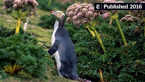 A New Zealand Penguin, Hard to Spot, Is Harder to Preserve - The New York Times