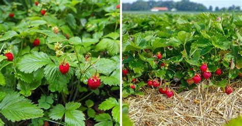 Strawberry Varieties: The Complete Guide (Updated 2022)