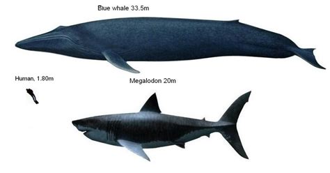 megalodon size comparison blue whale