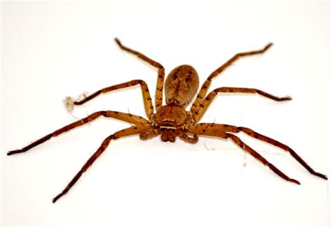 Revealed: Huntsman Spiders' Living Quarters