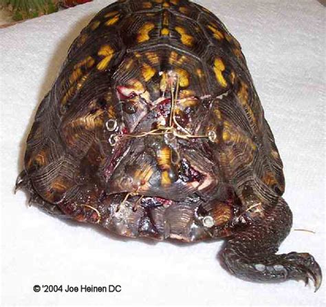 North American Box Turtles - Hit by Cars