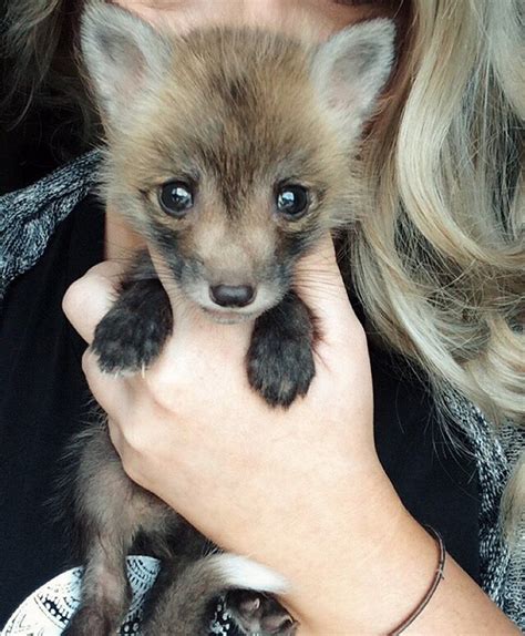 Meet Juniper, The Pet Fox Who’s Basically An Orange Dog | Bored Panda