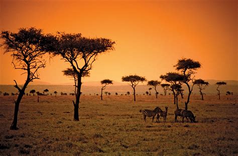 African Safari Landscape Sunset