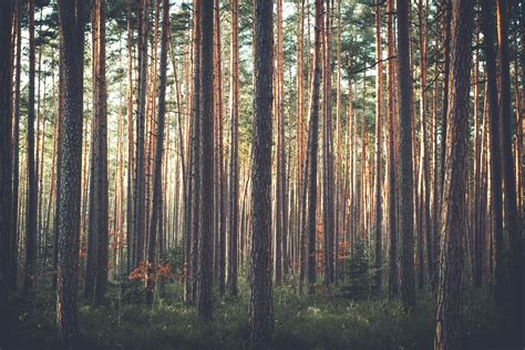 Pine Forest Wallpapers - Wallpaper Cave