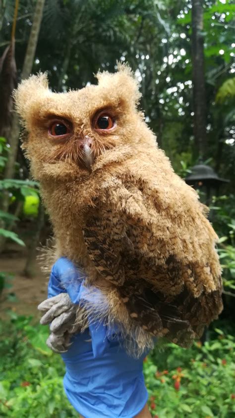 Philippine Scops Owl: LOOK: An endemic juvenile Philippine Scops Owl ...