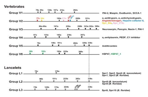 Intron-coded classification of serpin genes from vertebrates and... | Download Scientific Diagram