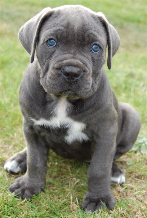 1000+ ideas about Cane Corso Puppies on Pinterest | Cane Corso, Cane Corso Mastiff and Corso Dog