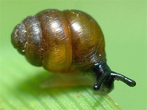 astronomy-to-zoology: “ Desmoulin’s Whorl Snail (Vertigo moulinsiana ...