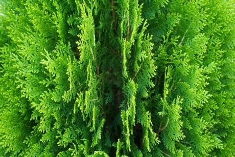 11 Different Types of Evergreen Cedar Trees With Pictures - Paperblog