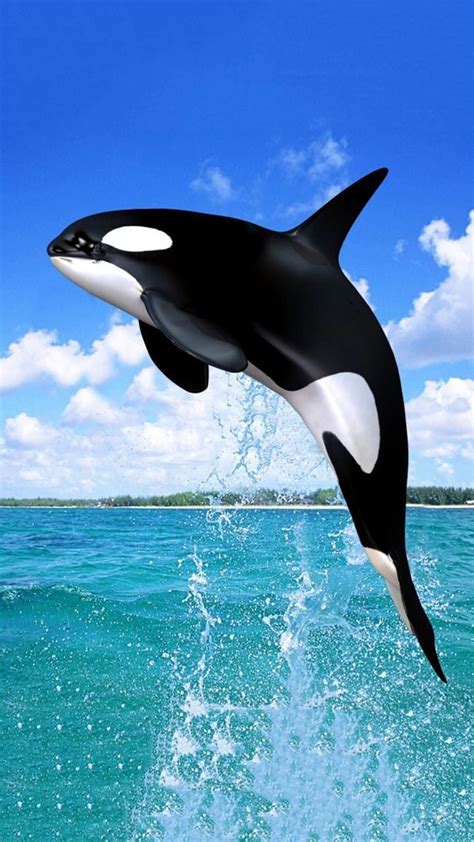 Orca Wallpaper - iXpap | Marine animals, Beautiful sea creatures, Orca art