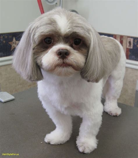 Maltese Shih Tzu Haircut - what hairstyle should i get