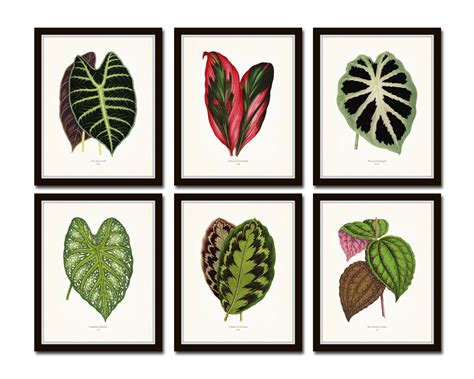 Tropical Leaves Print Set No. 2botanical Prints Botanical | Etsy