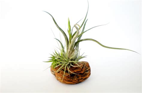 Air Plants on Driftwood: Mounted Tillandsias on by Plantzilla