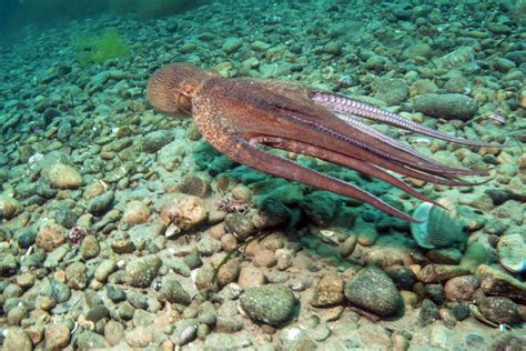 Giant Pacific Octopus Facts: Habitat, Diet, Conservation, & More