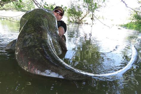 Yes, there are giant catfish in Chernobyl's cooling pond – but they're not radiation mutants ...