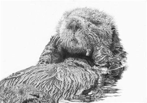 Sea Otter Drawing at PaintingValley.com | Explore collection of Sea ...