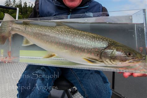 Seattle Fishing Guides - Dolly Varden/Bull Trout Fishing Charters