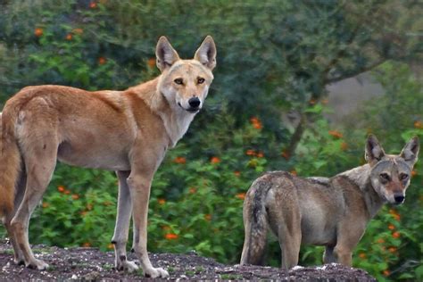 A wolf-dog hybrid has been confirmed in India for the first time | New Scientist