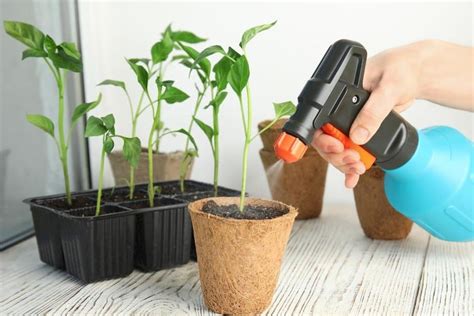 How To Use Neem Oil On Indoor Plants - Indoor Plants For Beginners