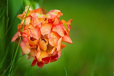 Peony Tulip Information: Tips For Growing Peony Tulips In Gardens | Gardening Know How