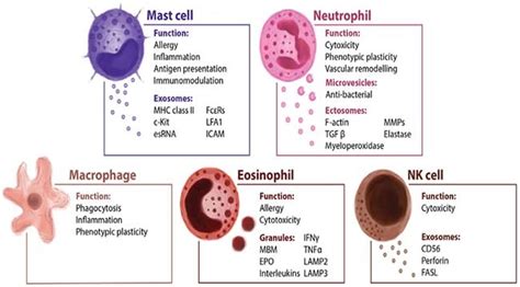 Innate Immune System- An Introduction