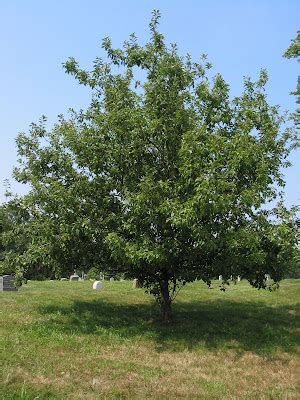 Green-Wood Cemetery Trees: Cortland Apple Tree